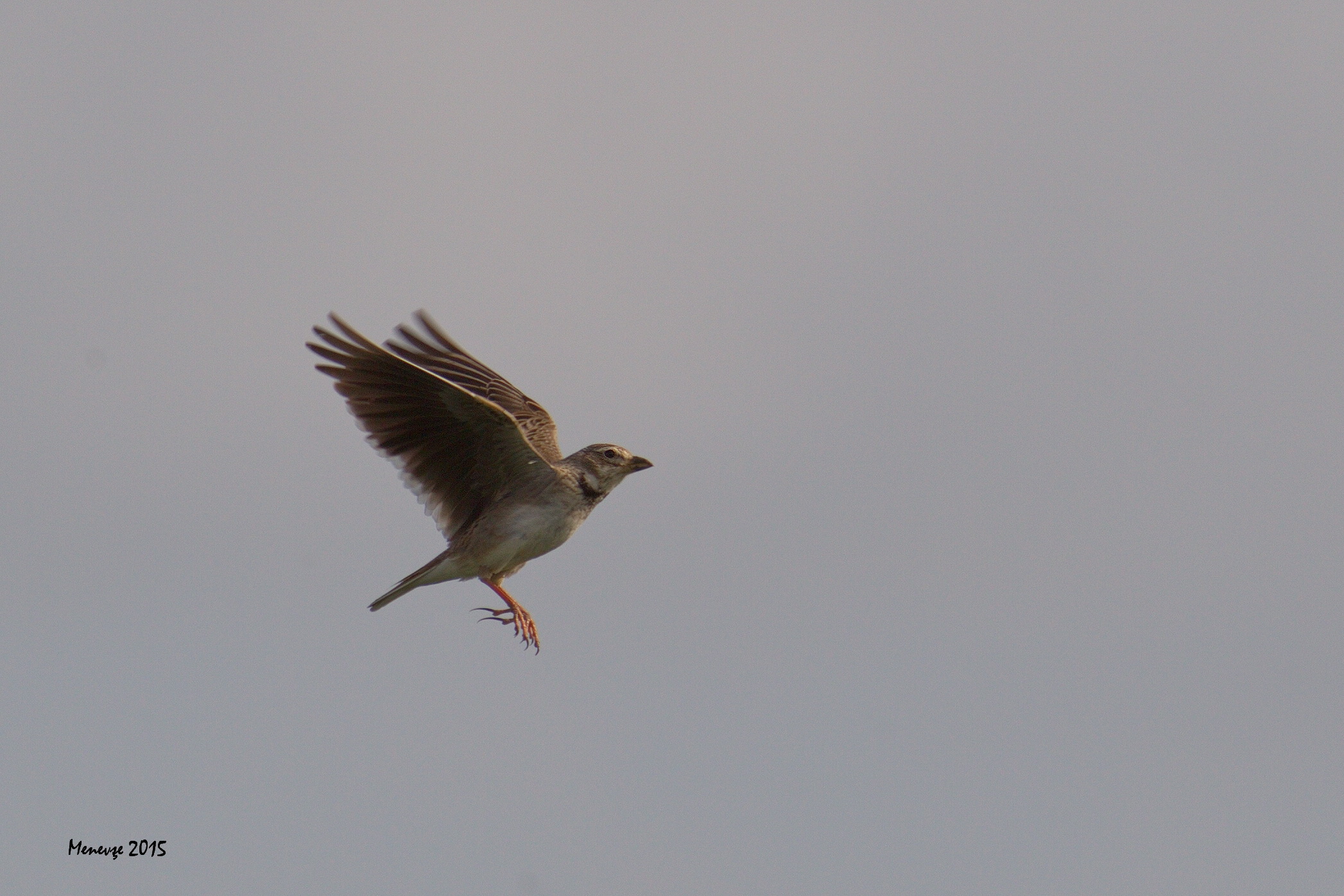 Bimaculated Lark